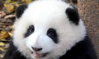 有关大熊猫的图片 有关大熊猫的图片